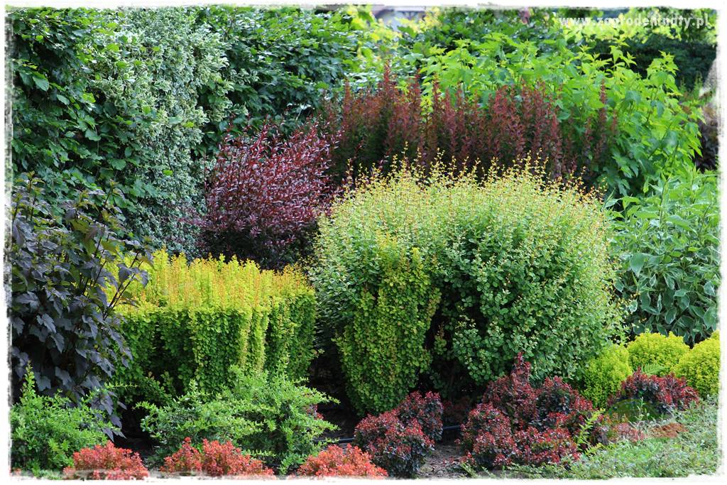 Krzewy ozdobne łatwe w uprawie 5 Krzewy ozdobne łatwe w uprawie 5