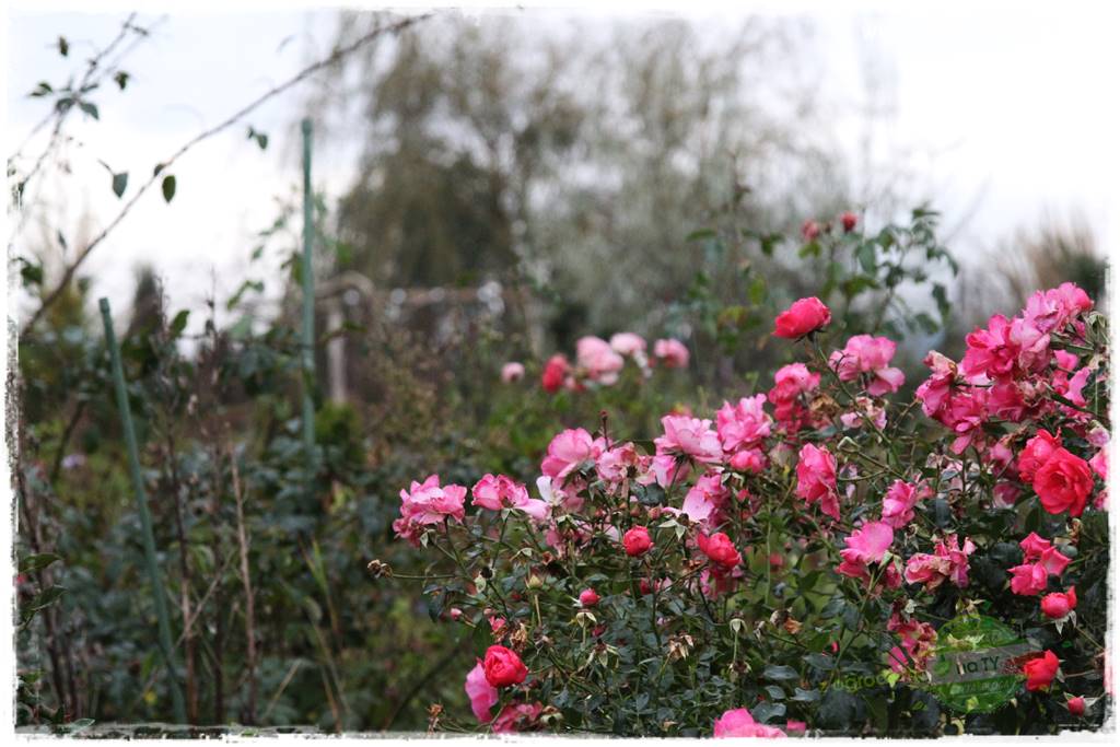 Krzewy ozdobne łatwe w uprawie 53 Krzewy ozdobne łatwe w uprawie 53