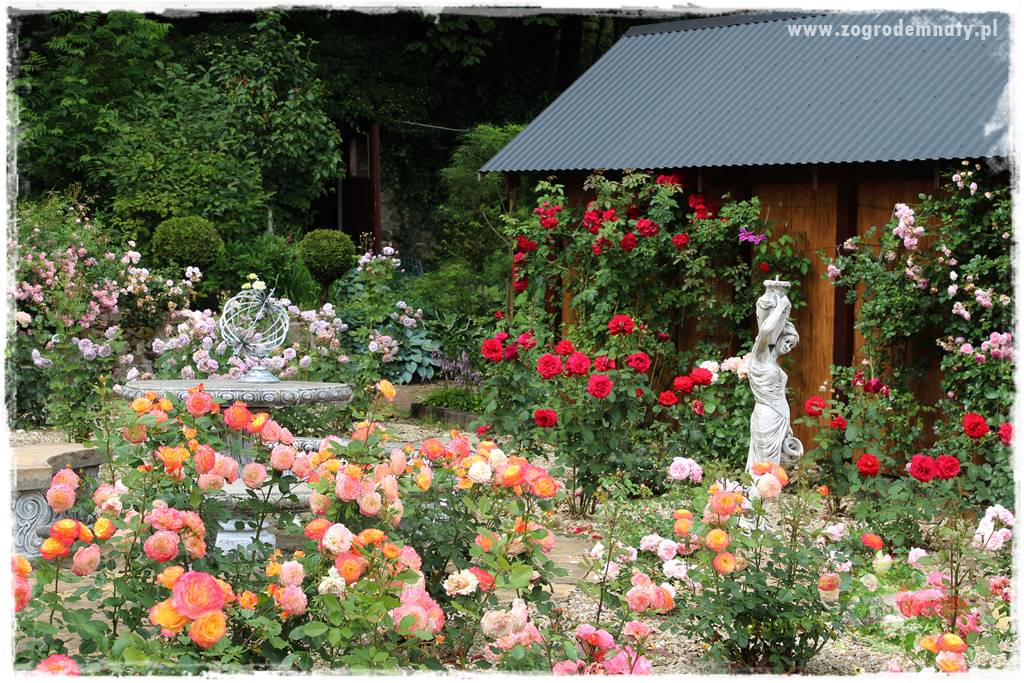 Krzewy ozdobne łatwe w uprawie 54 Krzewy ozdobne łatwe w uprawie 54