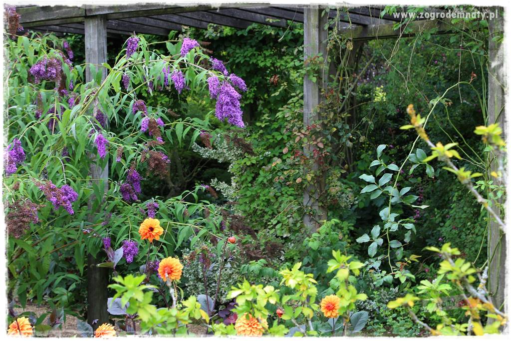 Krzewy ozdobne łatwe w uprawie 57 Krzewy ozdobne łatwe w uprawie 57