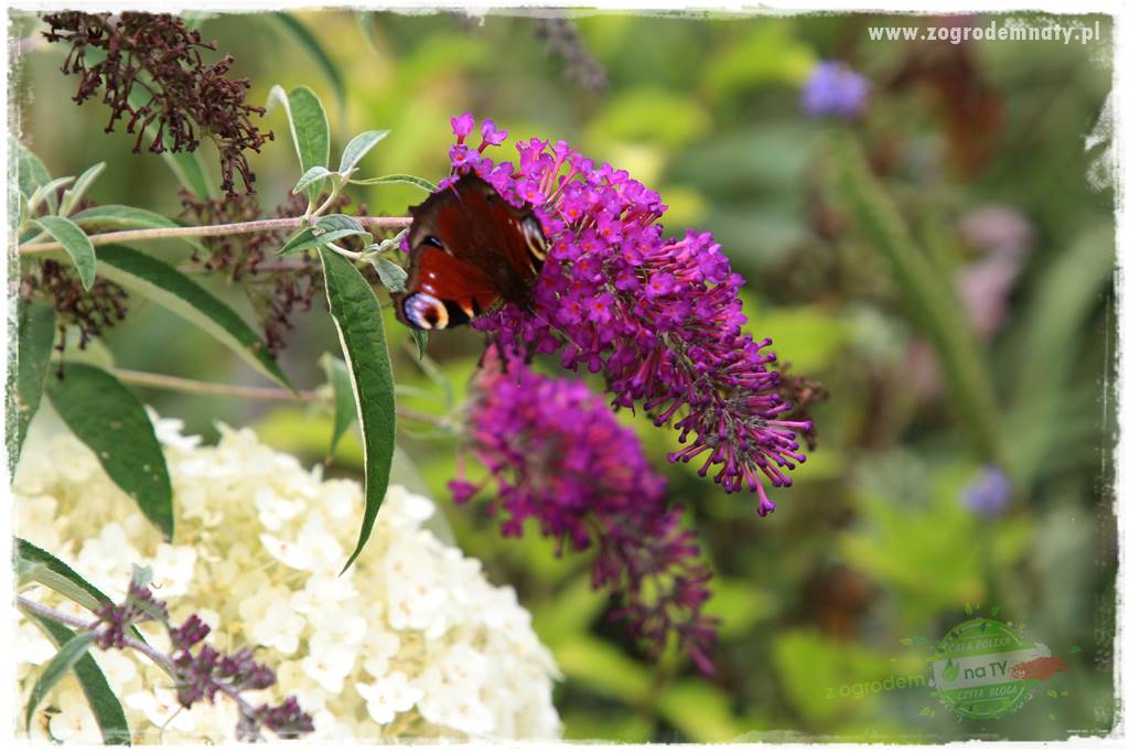 Krzewy ozdobne łatwe w uprawie 58 Krzewy ozdobne łatwe w uprawie 58