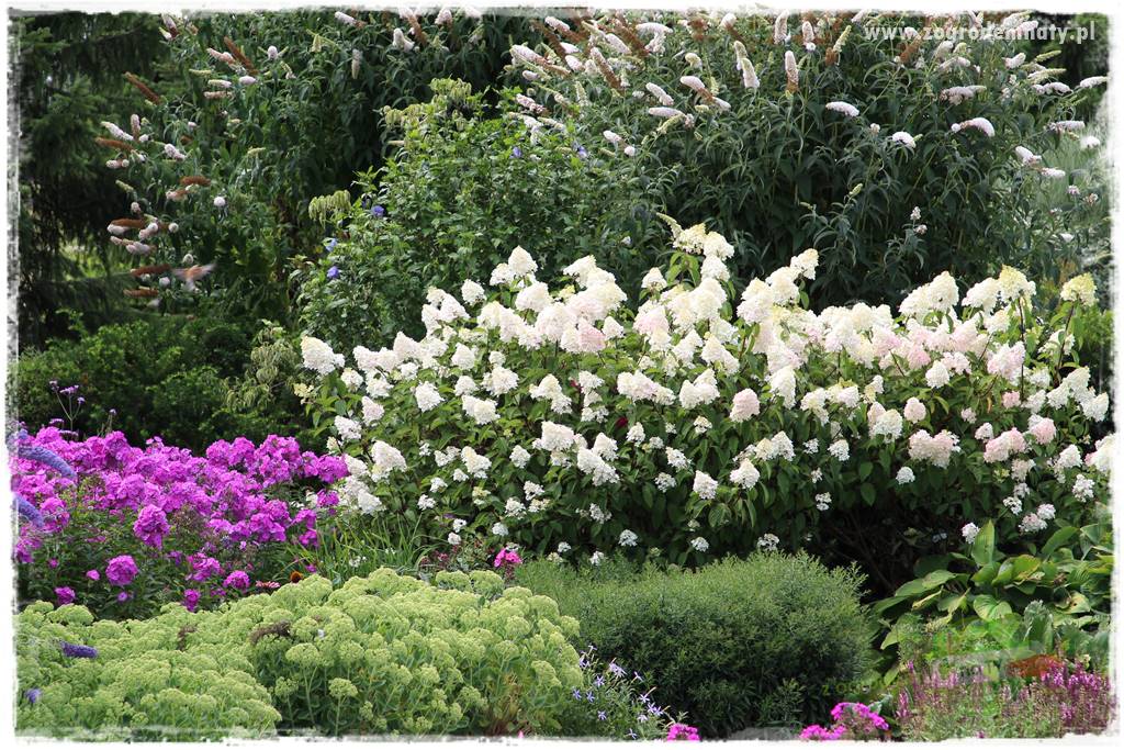 Krzewy ozdobne łatwe w uprawie 59 Krzewy ozdobne łatwe w uprawie 59