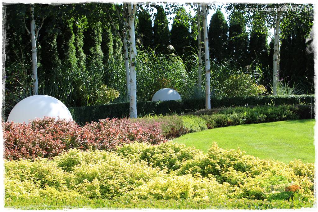 Krzewy ozdobne łatwe w uprawie 6 Krzewy ozdobne łatwe w uprawie 6