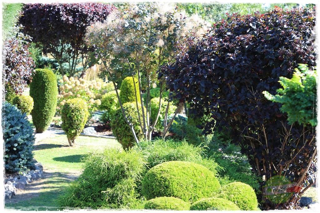 Krzewy ozdobne łatwe w uprawie 66 Krzewy ozdobne łatwe w uprawie 66