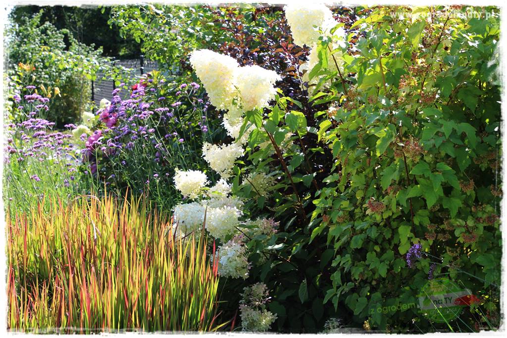 Krzewy ozdobne łatwe w uprawie 67 Krzewy ozdobne łatwe w uprawie 67