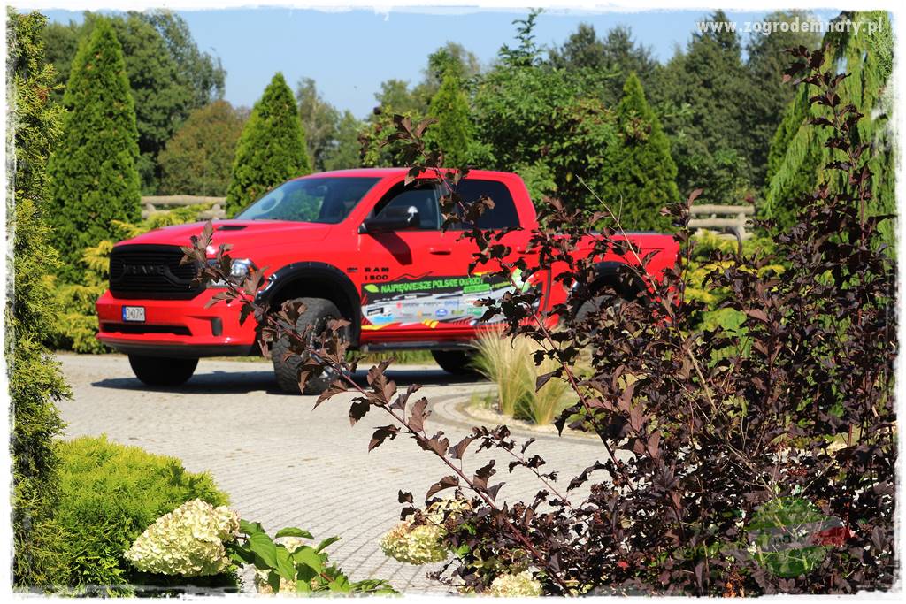 Krzewy ozdobne łatwe w uprawie 69 Krzewy ozdobne łatwe w uprawie 69