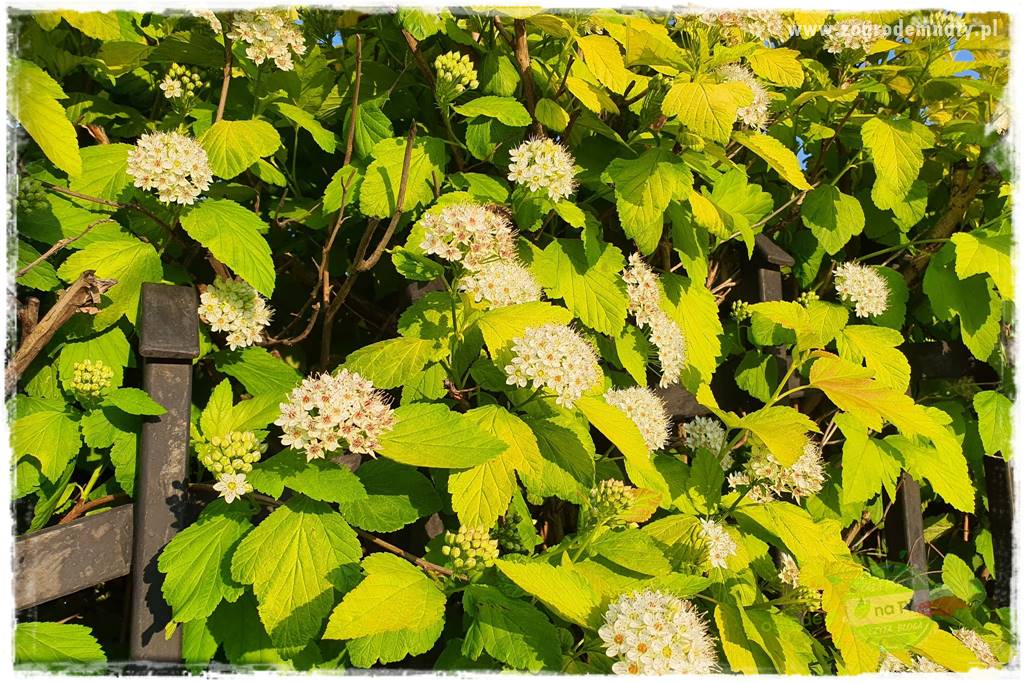 Krzewy ozdobne łatwe w uprawie 70 Krzewy ozdobne łatwe w uprawie 70