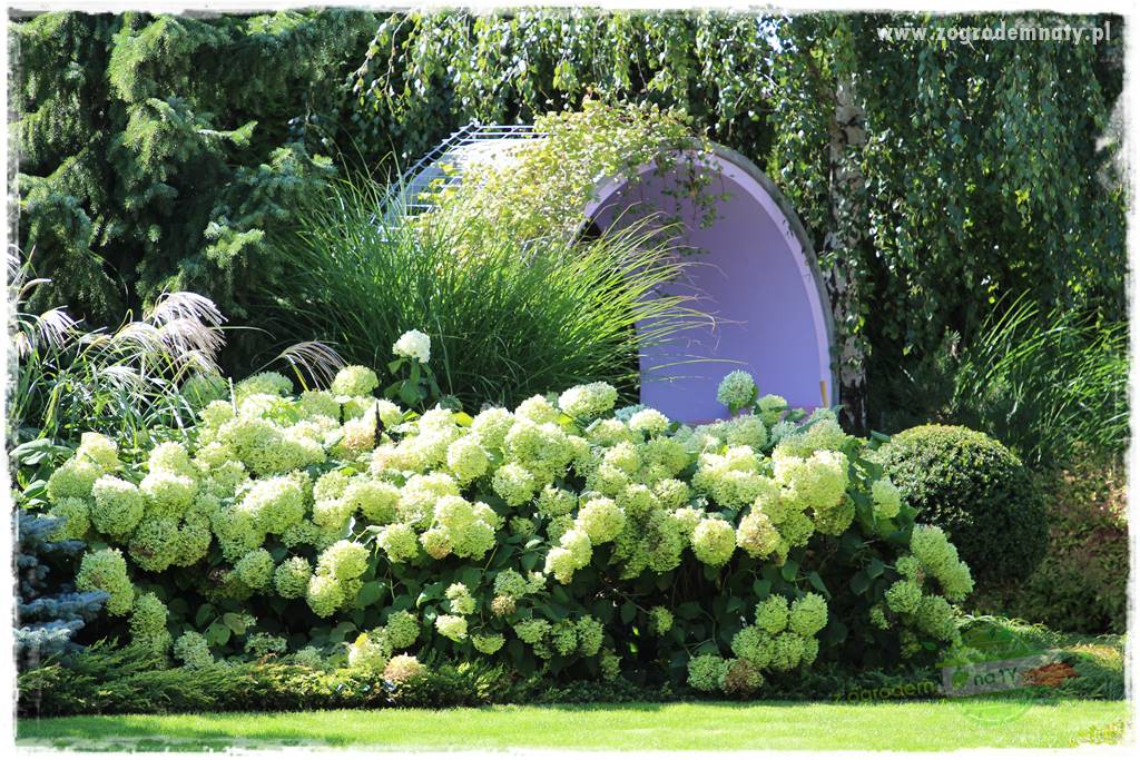 Krzewy ozdobne łatwe w uprawie 74 Krzewy ozdobne łatwe w uprawie 74