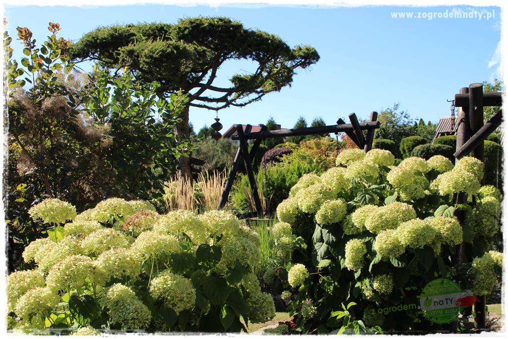 Krzewy ozdobne łatwe w uprawie 75 Krzewy ozdobne łatwe w uprawie 75