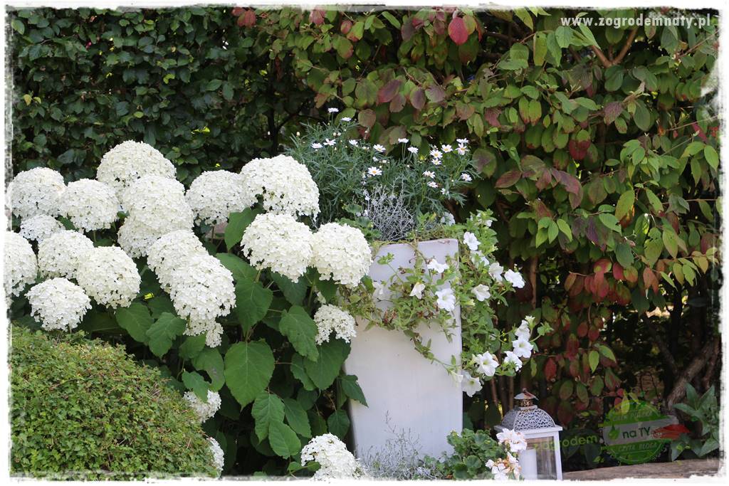 Krzewy ozdobne łatwe w uprawie 77 Krzewy ozdobne łatwe w uprawie 77