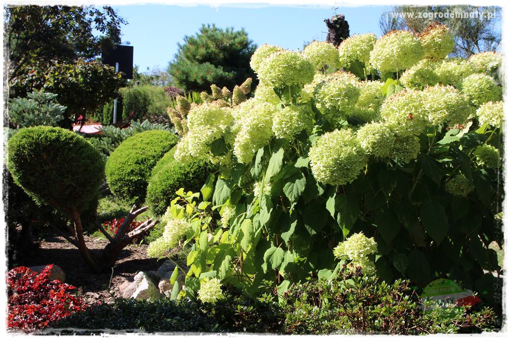 Krzewy ozdobne łatwe w uprawie 79 Krzewy ozdobne łatwe w uprawie 79