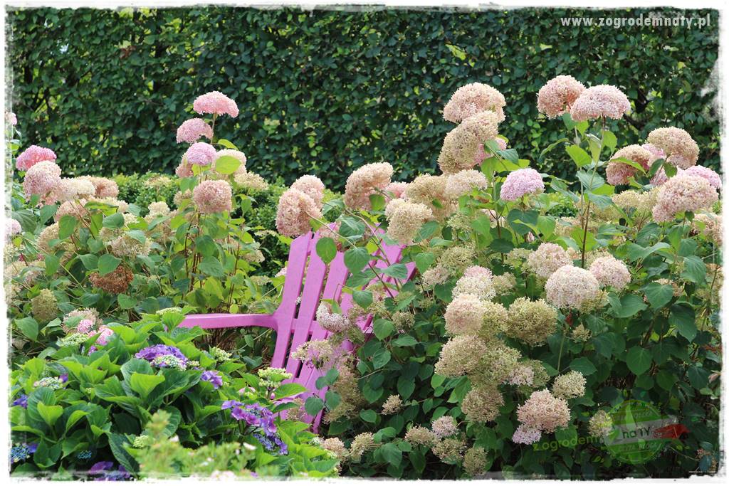 Krzewy ozdobne łatwe w uprawie 80 Krzewy ozdobne łatwe w uprawie 80