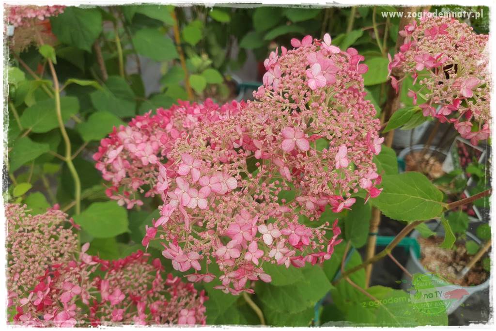 Krzewy ozdobne łatwe w uprawie 81 Krzewy ozdobne łatwe w uprawie 81