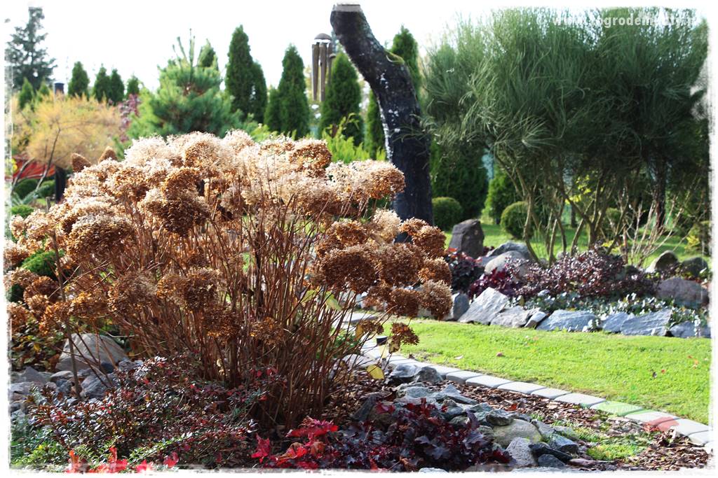 Krzewy ozdobne łatwe w uprawie 82 Krzewy ozdobne łatwe w uprawie 82