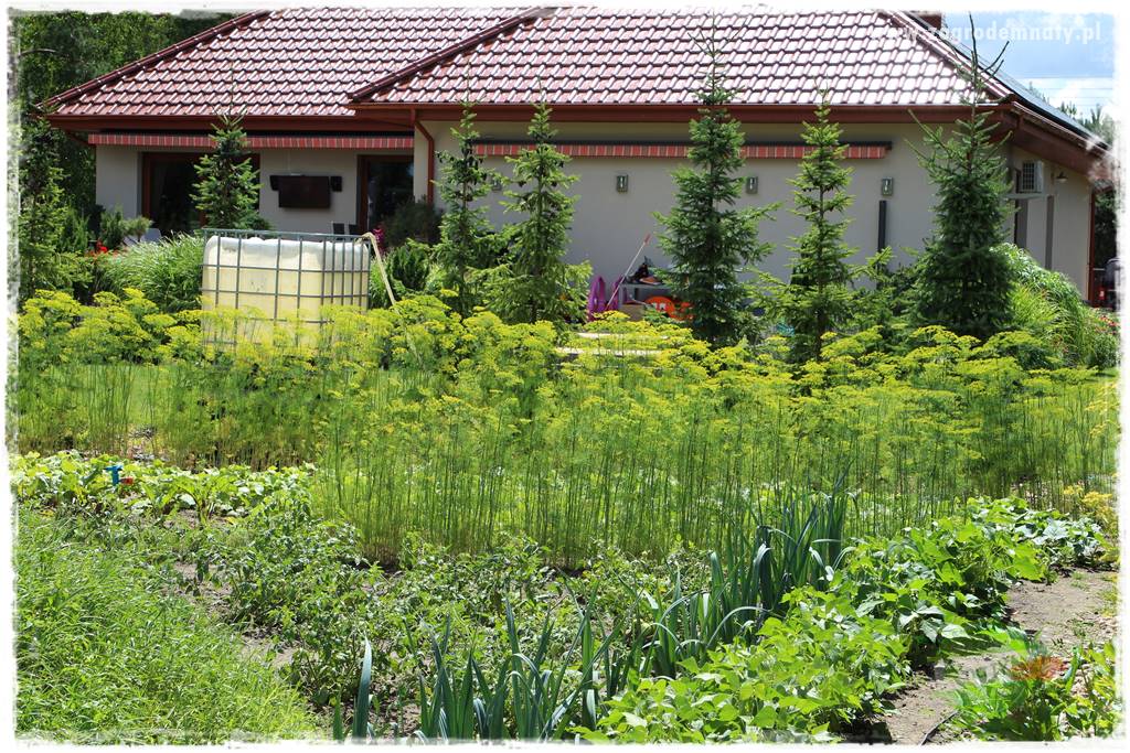 Rośliny kwasolubne 1