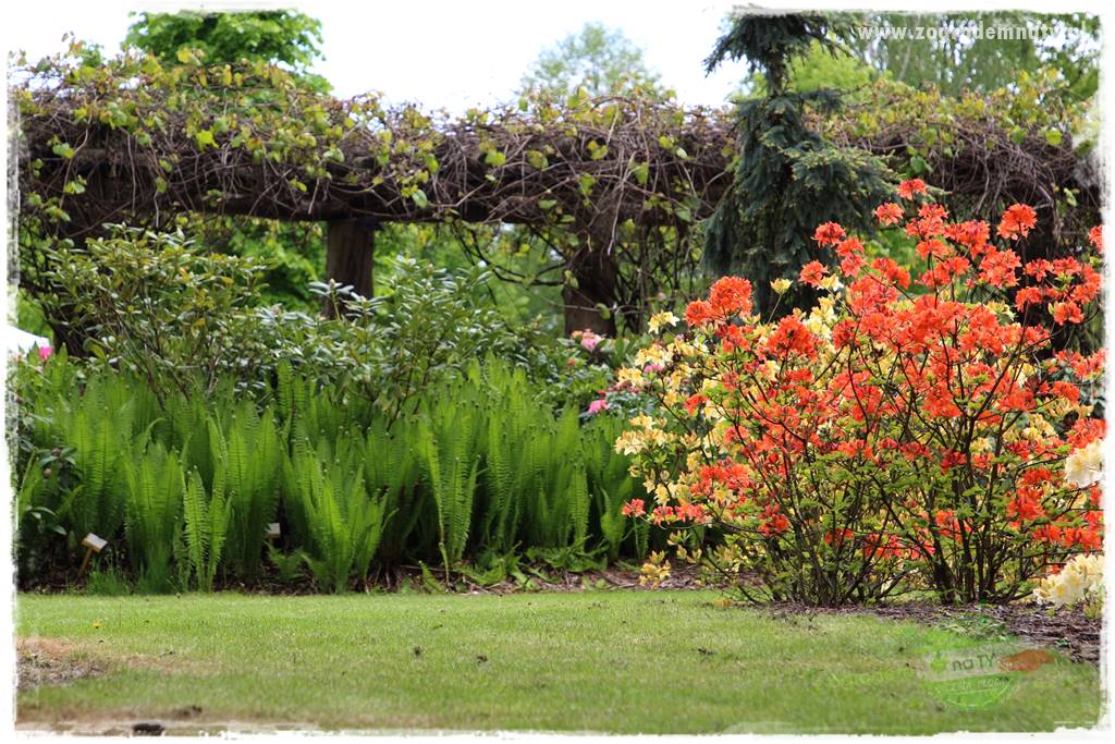 Rośliny kwasolubne 10 Rośliny kwasolubne 10