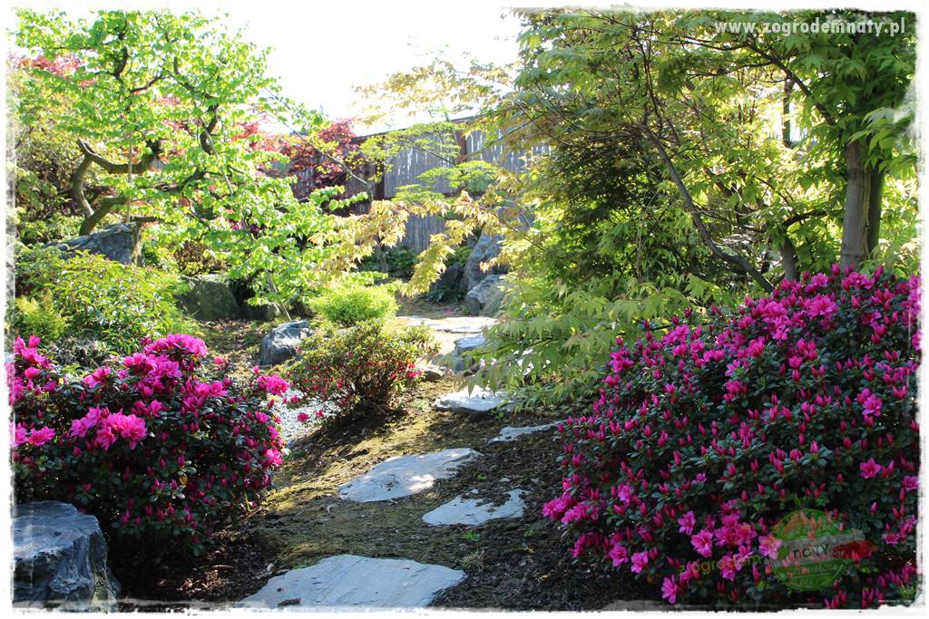 Rośliny kwasolubne 12 Rośliny kwasolubne 12