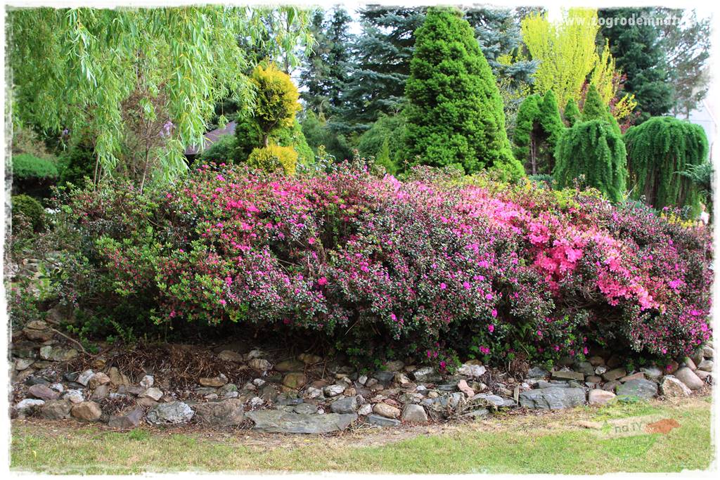 Rośliny kwasolubne 14 Rośliny kwasolubne 14