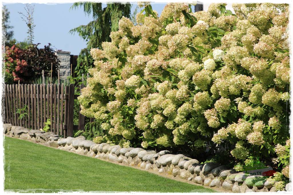 Rośliny kwasolubne 15