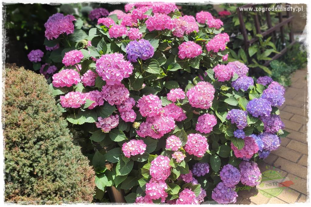 Rośliny kwasolubne 16