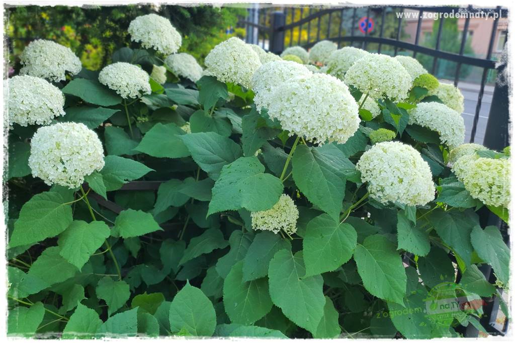 Rośliny kwasolubne 17