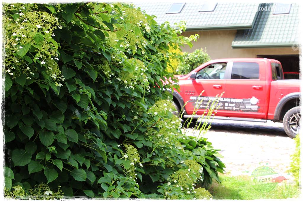 Rośliny kwasolubne 18