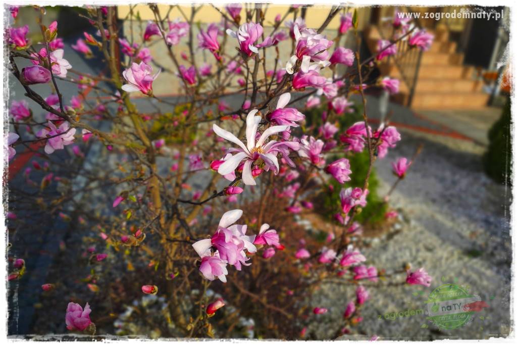 Rośliny kwasolubne 22