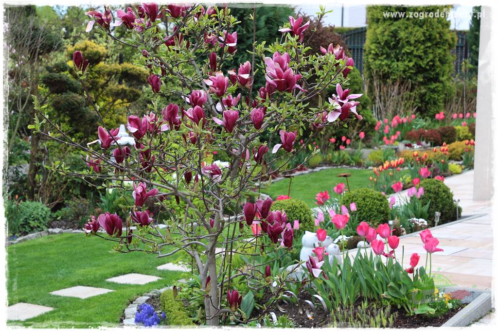 Rośliny kwasolubne 23