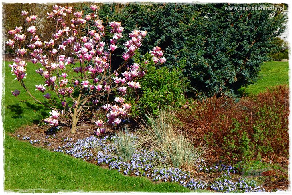 Rośliny kwasolubne 25