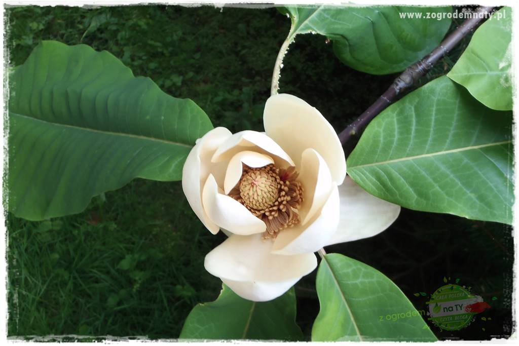 Rośliny kwasolubne 26