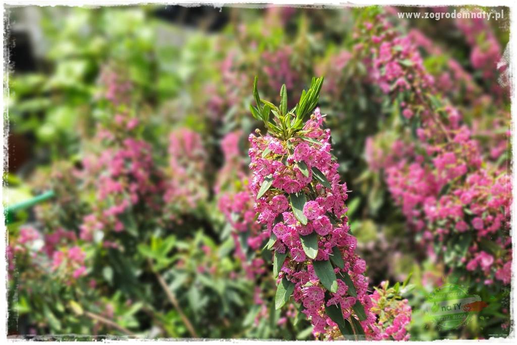 Rośliny kwasolubne 28