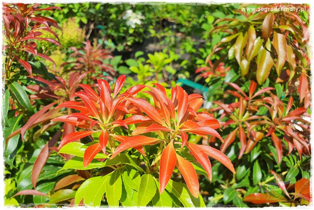 Rośliny kwasolubne 29 Rośliny kwasolubne 29