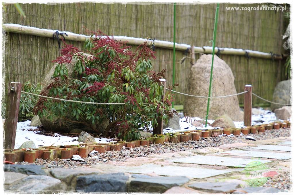 Rośliny kwasolubne 30 Rośliny kwasolubne 30