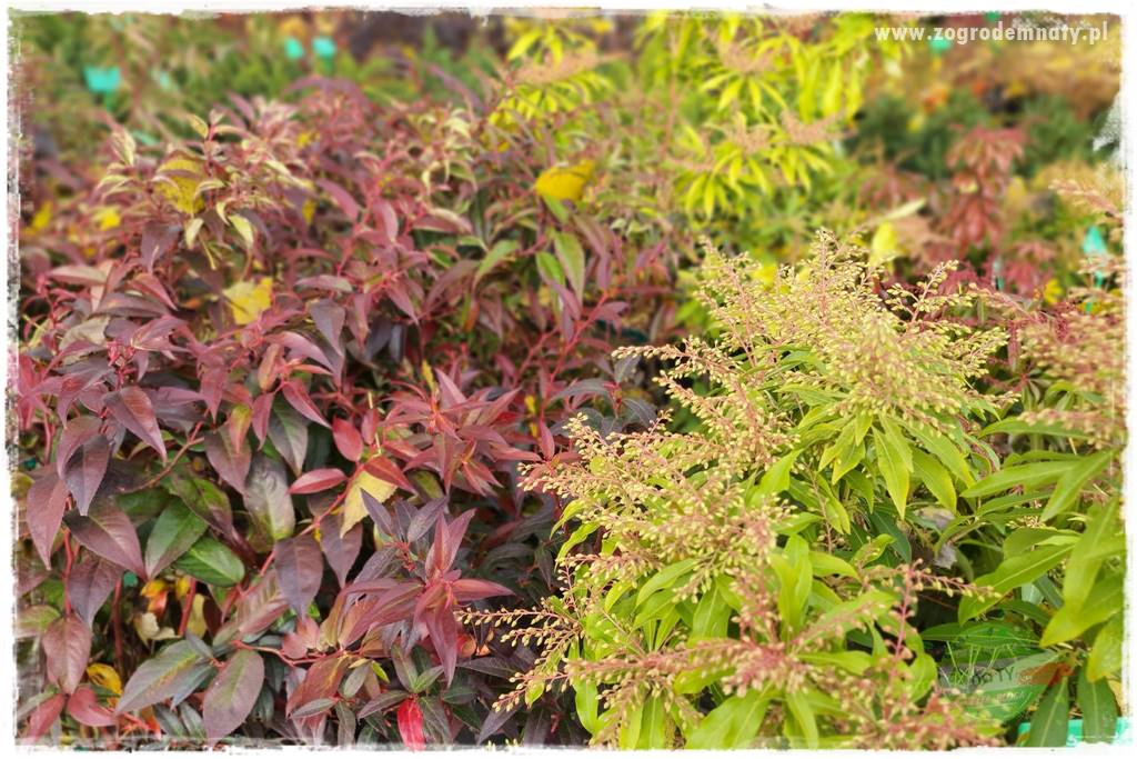 Rośliny kwasolubne 31 Rośliny kwasolubne 31