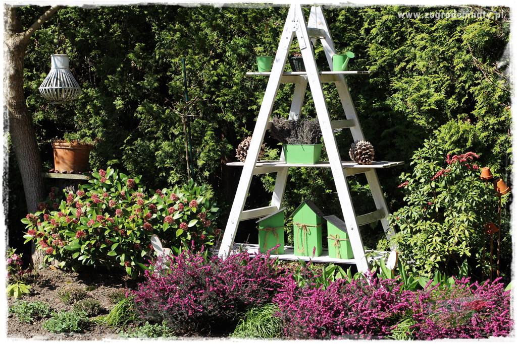 Rośliny kwasolubne 34 Rośliny kwasolubne 34