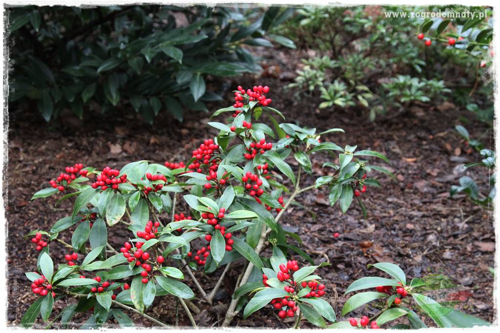 Rośliny kwasolubne 35 Rośliny kwasolubne 35