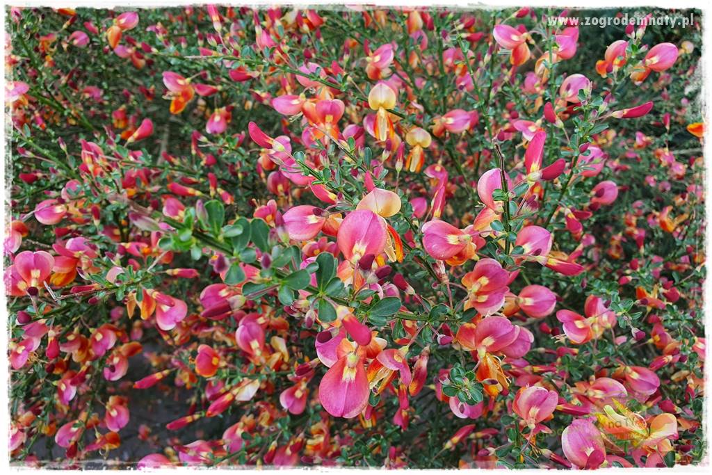 Rośliny kwasolubne 36 Rośliny kwasolubne 36