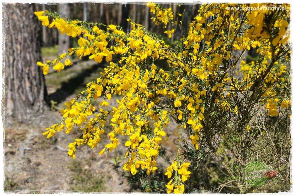 Rośliny kwasolubne 37 Rośliny kwasolubne 37