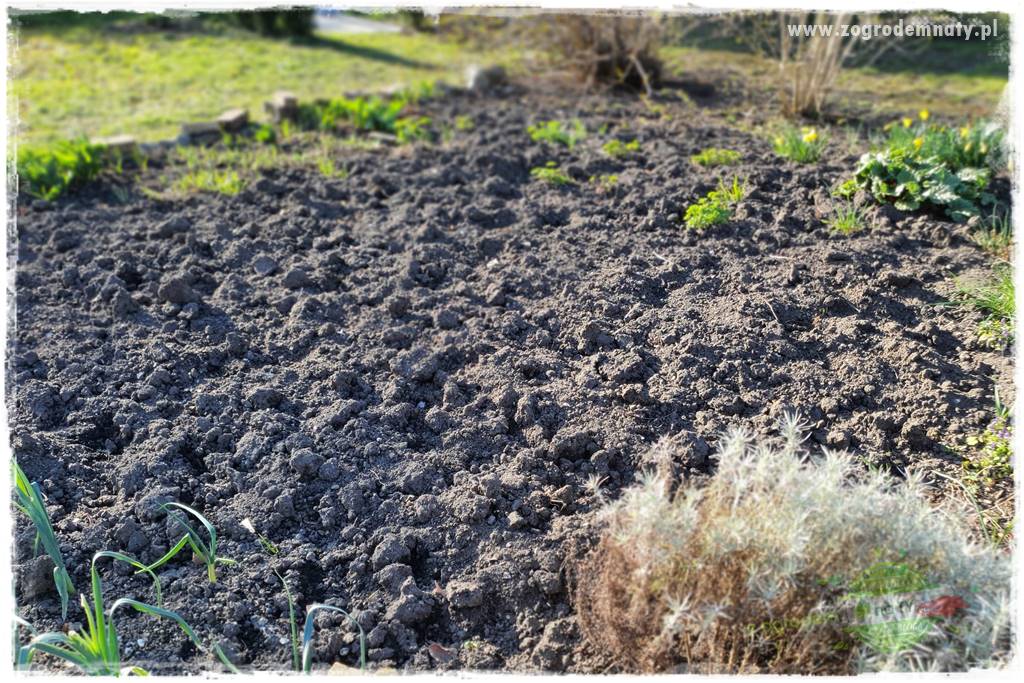 Rośliny kwasolubne 4