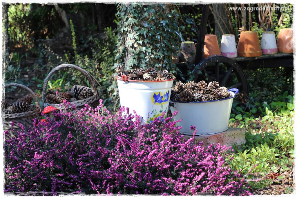 Rośliny kwasolubne 40