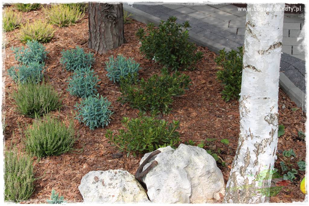 Rośliny kwasolubne 42 Rośliny kwasolubne 42