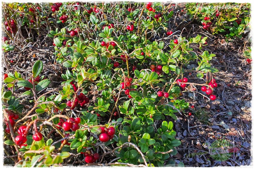 Rośliny kwasolubne 46