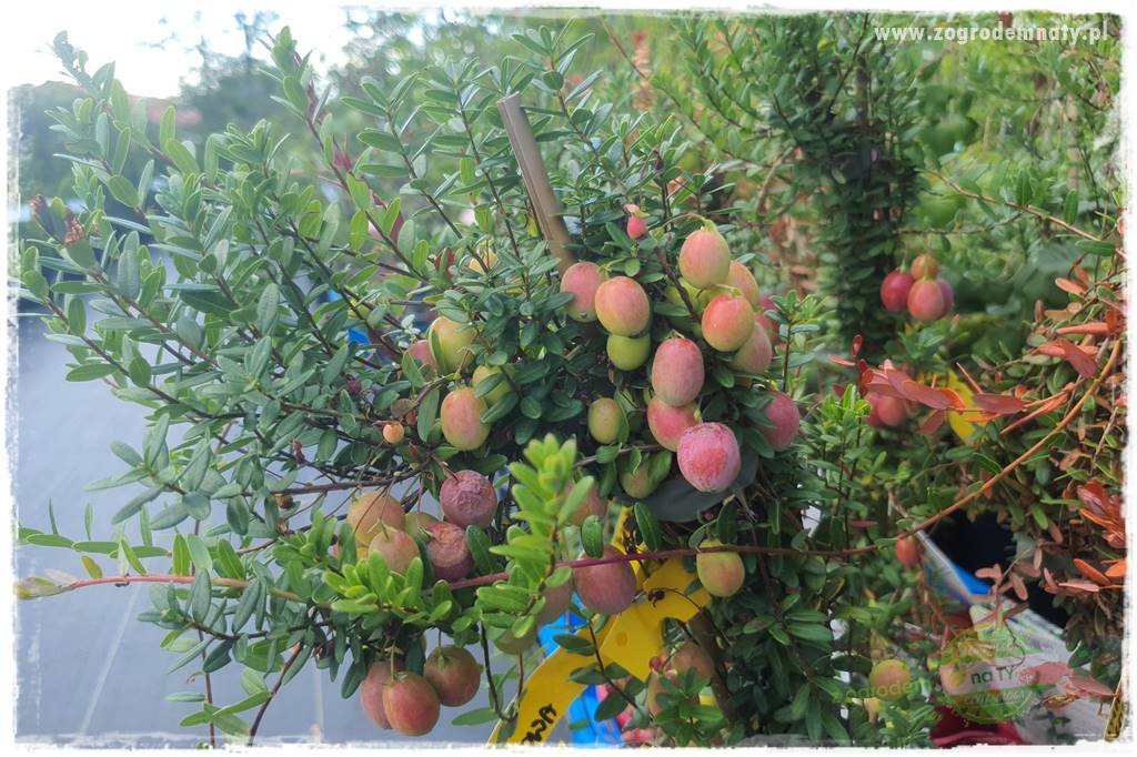 Rośliny kwasolubne 47