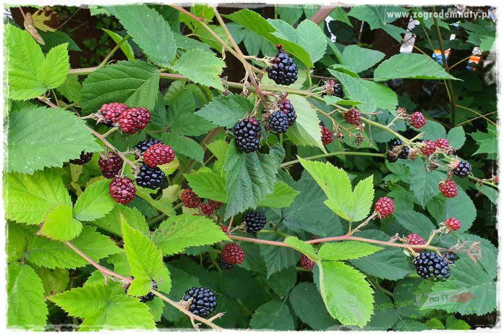 Rośliny kwasolubne 49 Rośliny kwasolubne 49