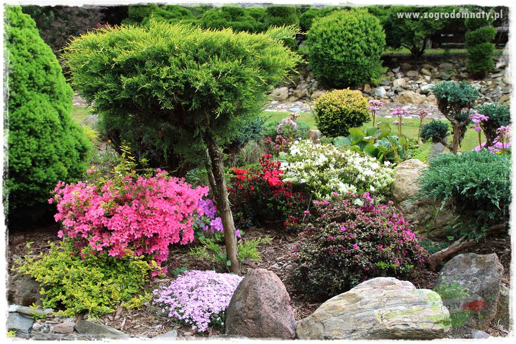 Rośliny kwasolubne 5