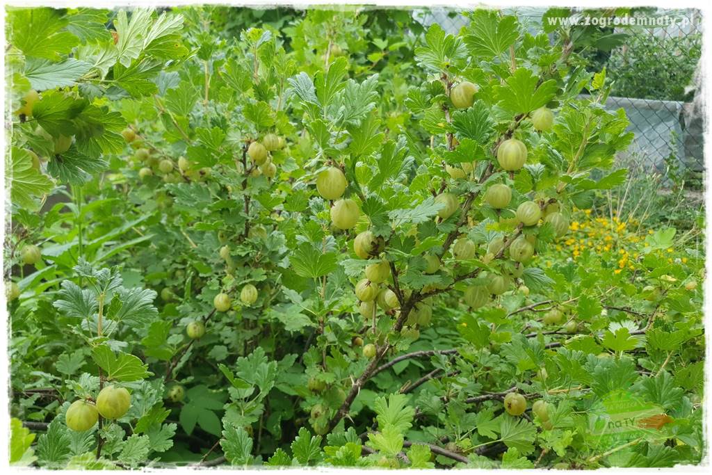 Rośliny kwasolubne 50 Rośliny kwasolubne 50