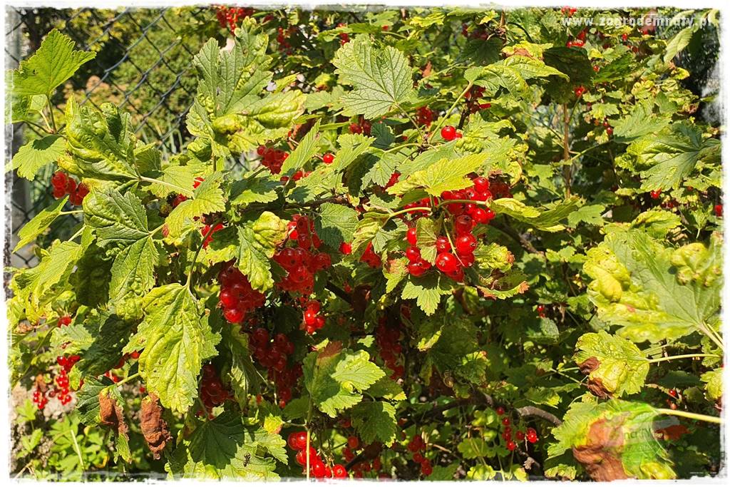 Rośliny kwasolubne 51 Rośliny kwasolubne 51