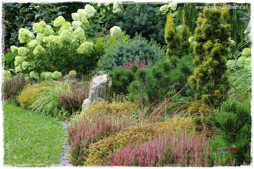 Rośliny kwasolubne 53 Rośliny kwasolubne 53