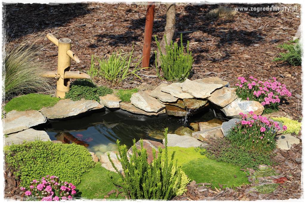 Rośliny kwasolubne 55 Rośliny kwasolubne 55