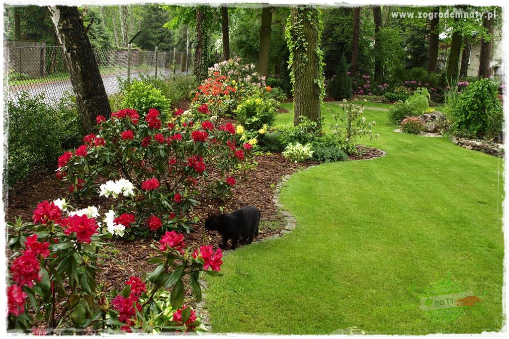 Rośliny kwasolubne 56 Rośliny kwasolubne 56